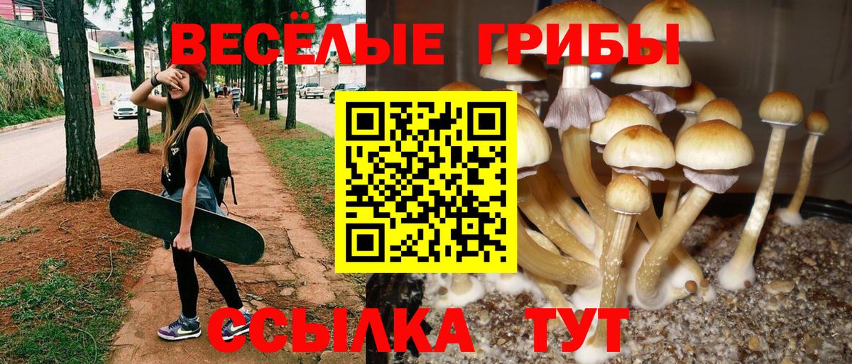 Тосно  закладка  Псилоцибиновые грибы Psilocybine cubensis  Вход с VPN  Галлюциногенные грибы мицелий 